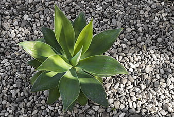 Top view of green agave plant on gray gravel