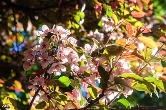 Pink Crabapple Blossoms Backlit by Sunlight in Spring
