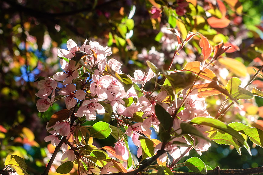 Pink Crabapple Blossoms Backlit by Sunlight in Spring