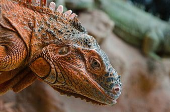 Close-up of a Red Iguana Head with Detailed Scales