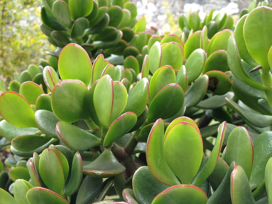 Close-up of Jade Plant with Red Edged Leaves