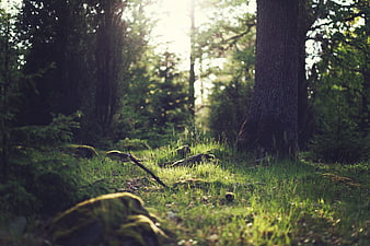Sunlit Forest Floor with Mossy Rocks and Tall Trees