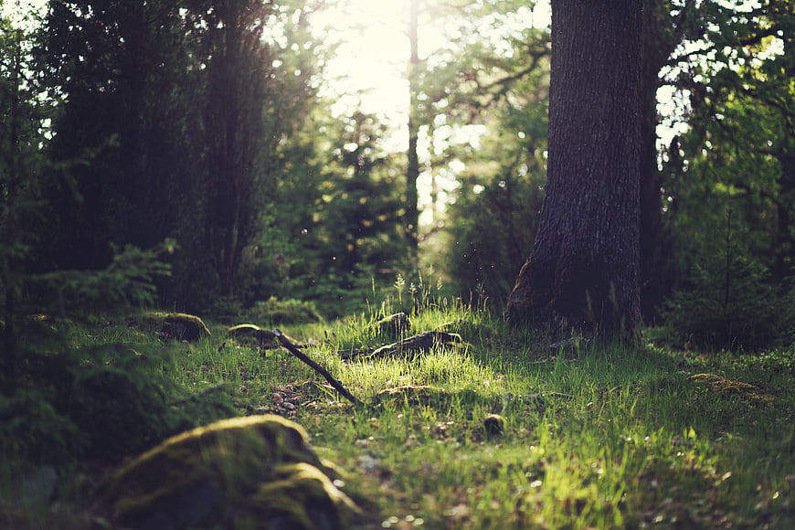 Sunlit Forest Floor with Mossy Rocks and Tall Trees