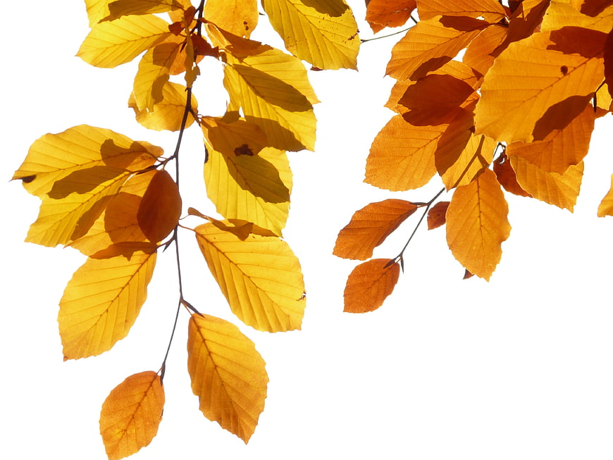 Golden Beech Leaves Backlit on White Background