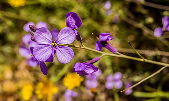 Close-up of purple wildflower with yellow background