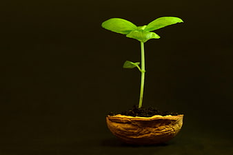 Young green sprout growing from a walnut shell on dark background