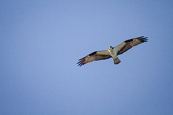 Osprey Soaring in Blue Sky with Copy Space
