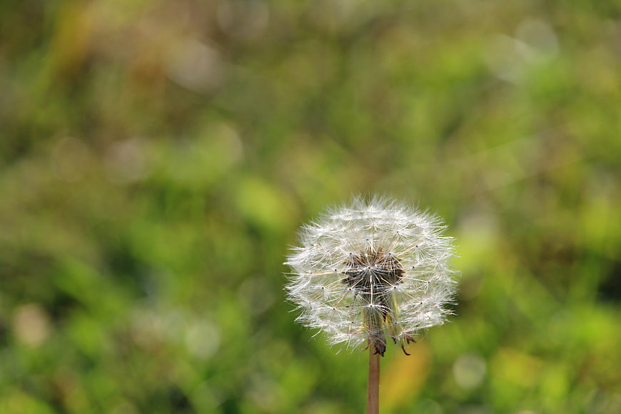 Close-up of a white dandelion seed head against a blurred green background