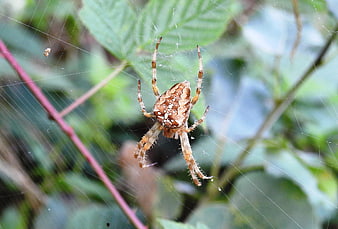 Close-up of a Garden Spider on a Web in Nature