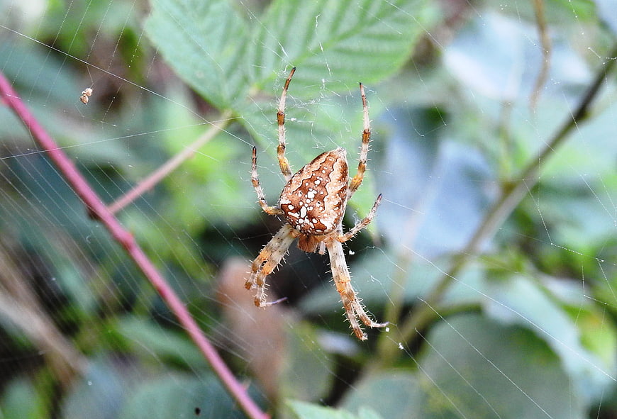 Close-up of a Garden Spider on a Web in Nature