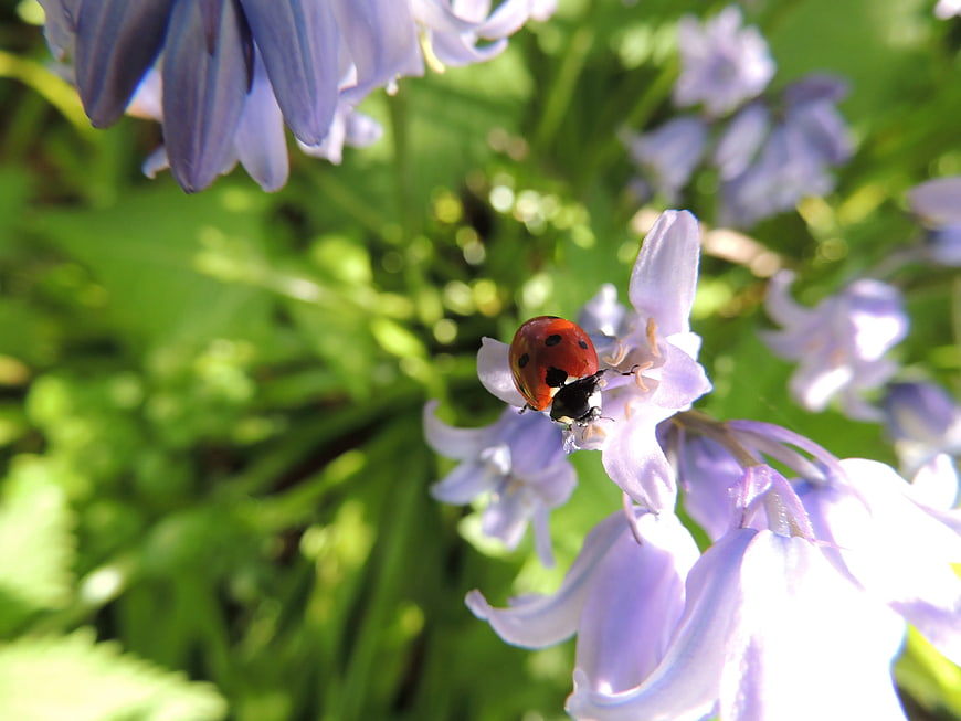Ladybug on Purple Bluebell Flower in Sunlight
