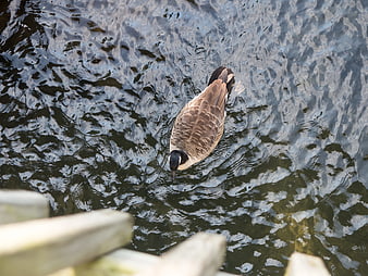 High Angle View of Canada Goose Swimming in Rippled Water