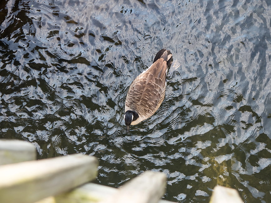 High Angle View of Canada Goose Swimming in Rippled Water
