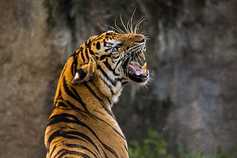 Close-up of a roaring tiger with sharp teeth and intense eyes