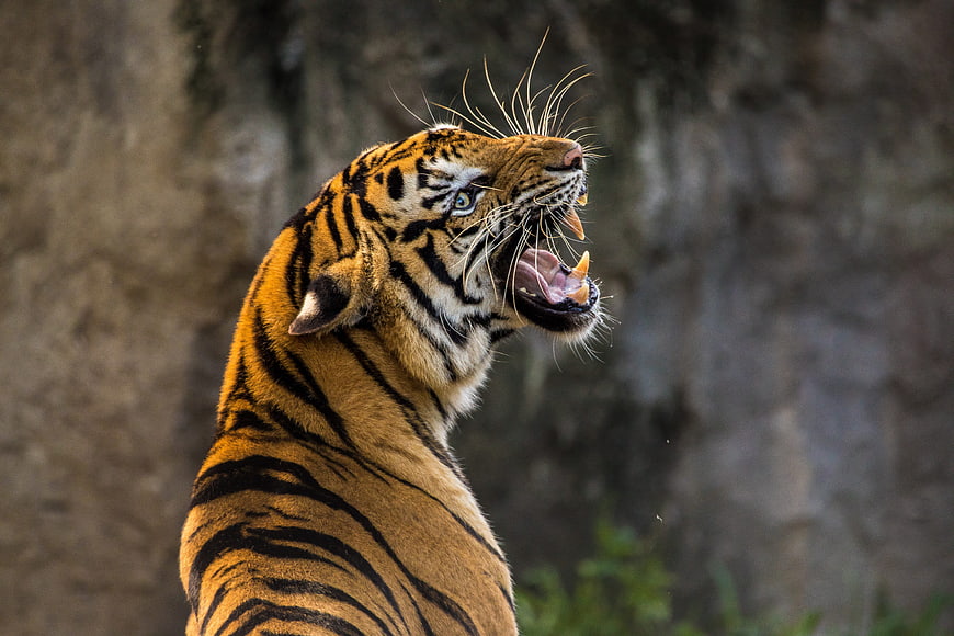 Close-up of a roaring tiger with sharp teeth and intense eyes