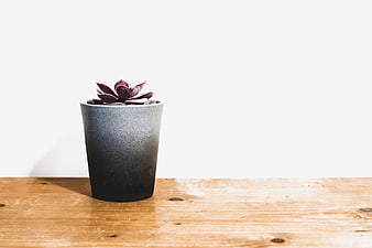Purple Succulent in Gray Pot on Wooden Table