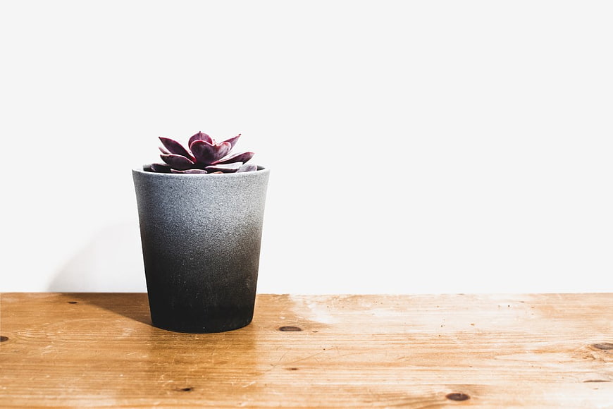 Purple Succulent in Gray Pot on Wooden Table
