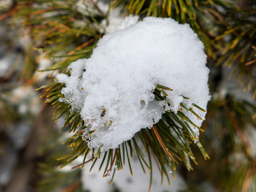 Close-up of Snow on Pine Branch in Winter Forest