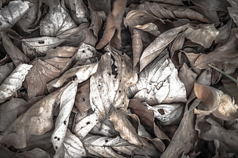 Close-up of dried brown autumn leaves on forest floor