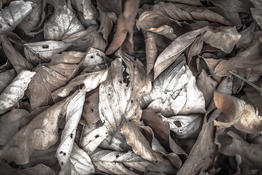 Close-up of dried brown autumn leaves on forest floor
