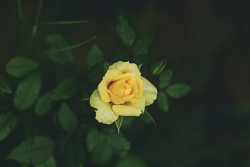 Yellow Rose Bud with Raindrops on Dark Green Leaves