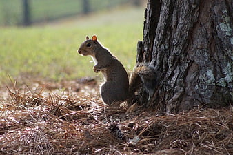 Gray Squirrel Sitting by Pine Tree in Sunlight