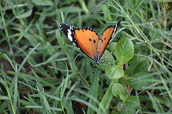 Orange and black butterfly resting on green grass
