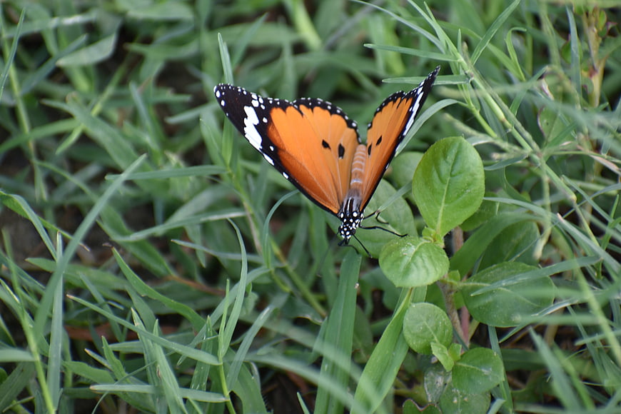 Orange and black butterfly resting on green grass