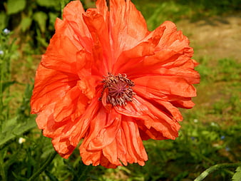 Vibrant Orange Poppy Flower Close-Up in Garden