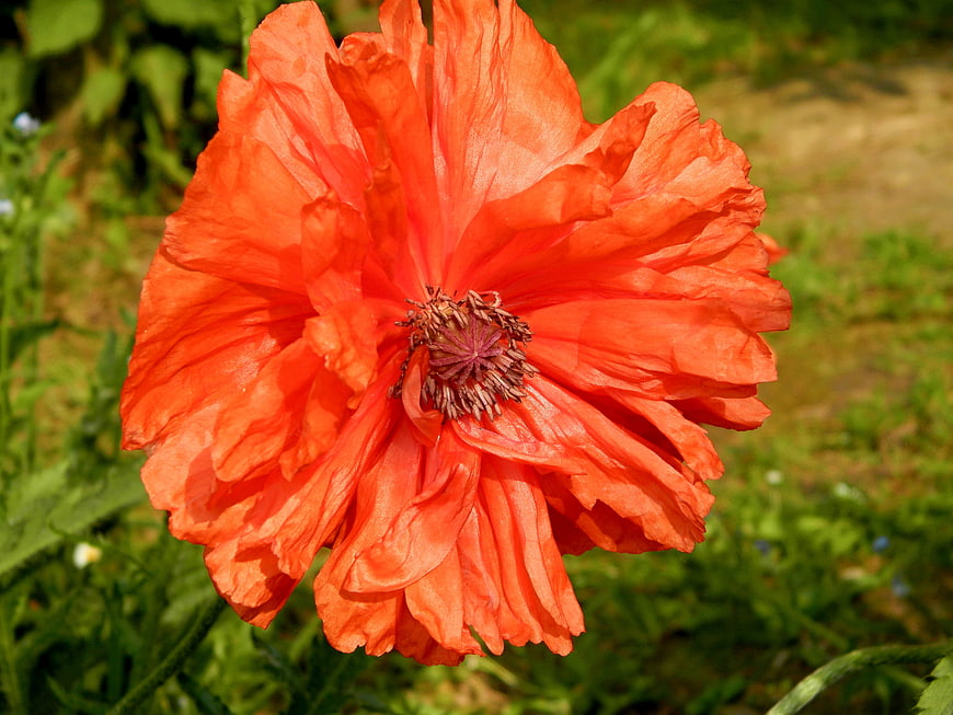 Vibrant Orange Poppy Flower Close-Up in Garden