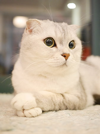 Cute White Scottish Fold Cat With Green Eyes Lying Down