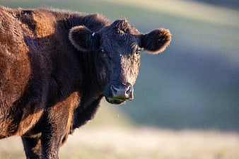 Close-up of a black cow chewing grass in a pasture