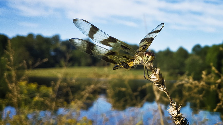 Close-up of a dragonfly perched on a plant stem