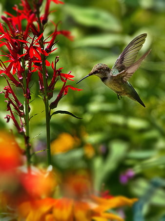 Hummingbird Hovering Near Red Cardinal Flower in Garden