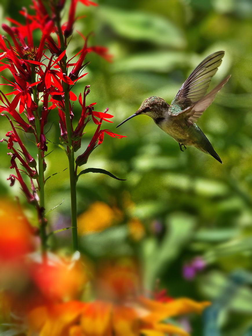 Hummingbird Hovering Near Red Cardinal Flower in Garden