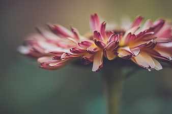 Close-up of Pink and White Flower with Blurred Background