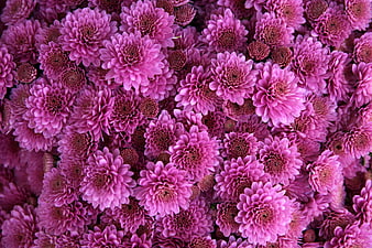 Vibrant Pink Chrysanthemum Floral Pattern Background