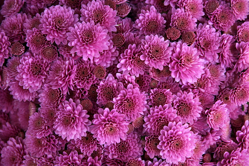 Vibrant Pink Chrysanthemum Floral Pattern Background
