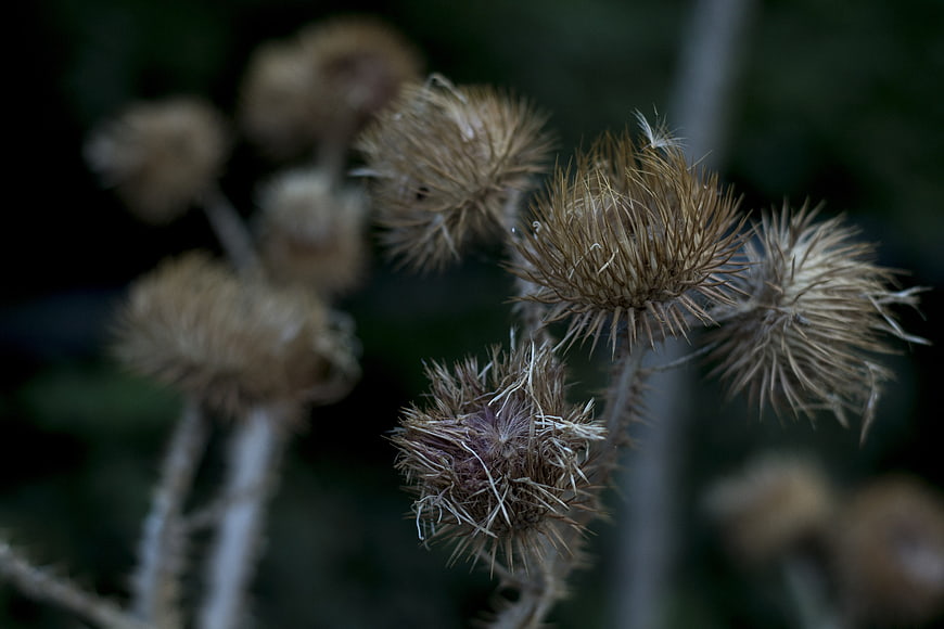 Close-up of dried thistle seed heads in autumn