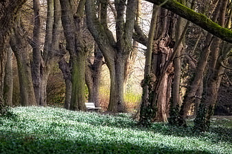 Spring forest floor covered in white flowers with tall beech trees
