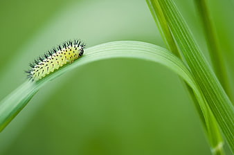 Yellow Spiky Caterpillar on Green Grass Blade