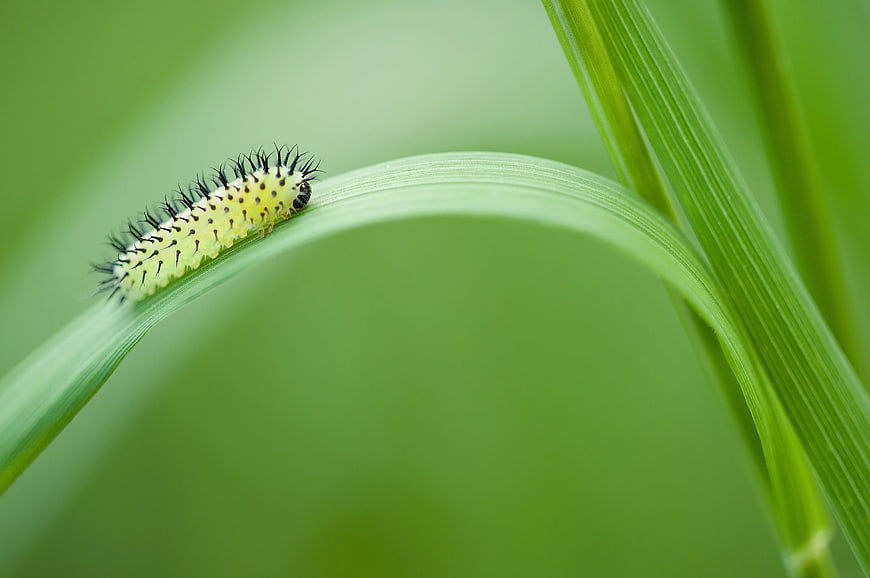 Yellow Spiky Caterpillar on Green Grass Blade