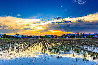 Golden sunset over flooded rice paddies with village and mountains