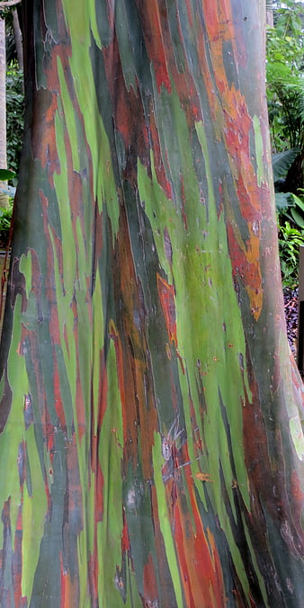 Close-up of vibrant rainbow eucalyptus tree bark texture