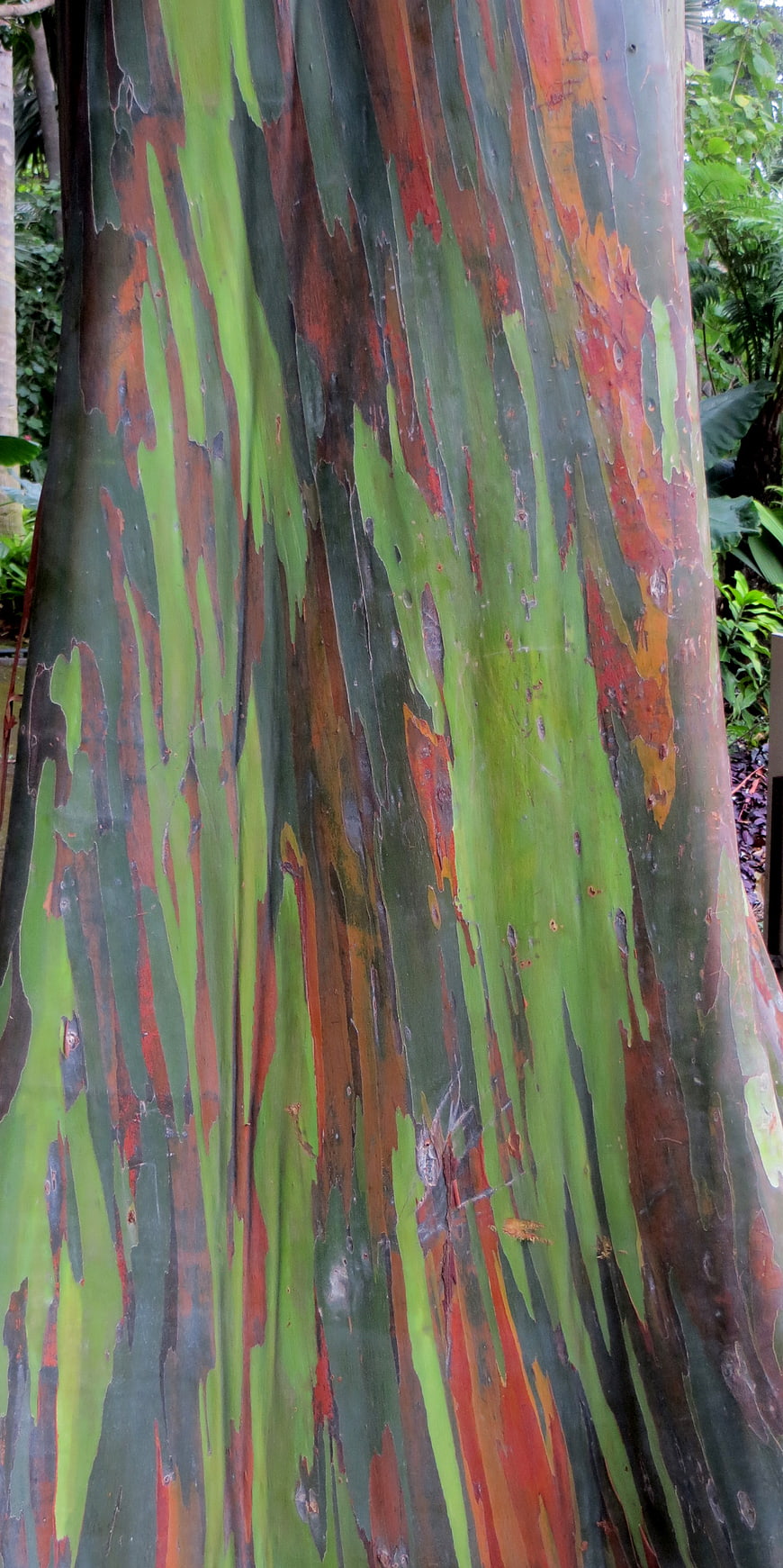 Close-up of vibrant rainbow eucalyptus tree bark texture