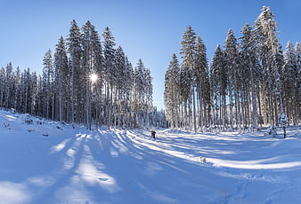 Winter Forest Landscape with Snowy Trees and Blue Sky