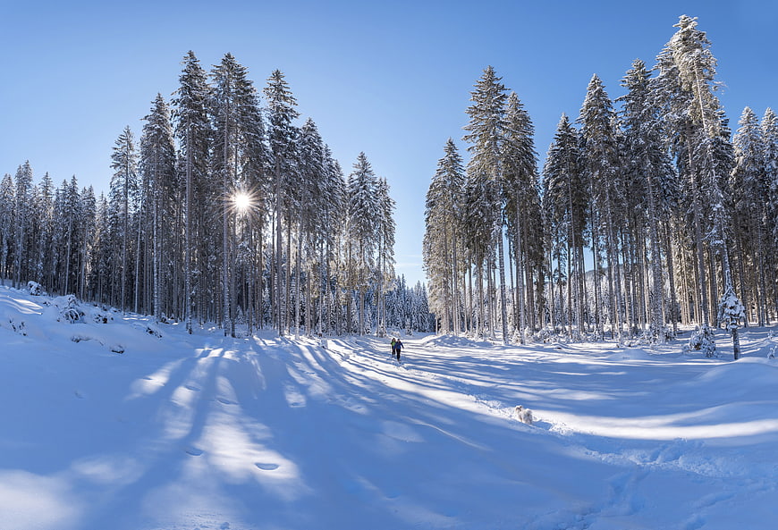 Winter Forest Landscape with Snowy Trees and Blue Sky