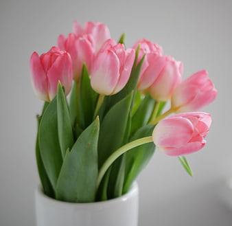 Pink Tulips in White Vase on Gray Background