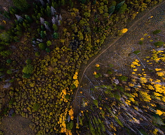 Aerial View of Autumn Forest with Winding Trail