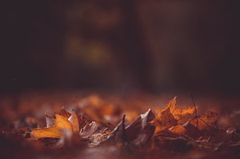 Close-up of golden autumn leaves on the ground with blurred background